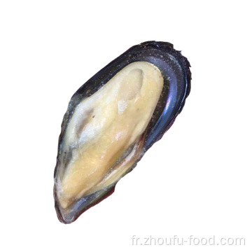 Moule de demi-coquille surgelée de haute qualité